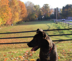 Zoey On Property Greenwood Hill