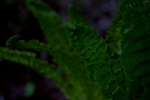 new sping fern close-up in the forest
