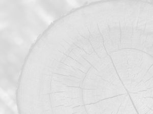 Tree Trunk Texture Background Greenwood Hill Massage